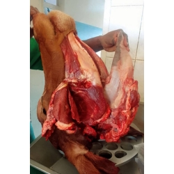 Ox head with toungue